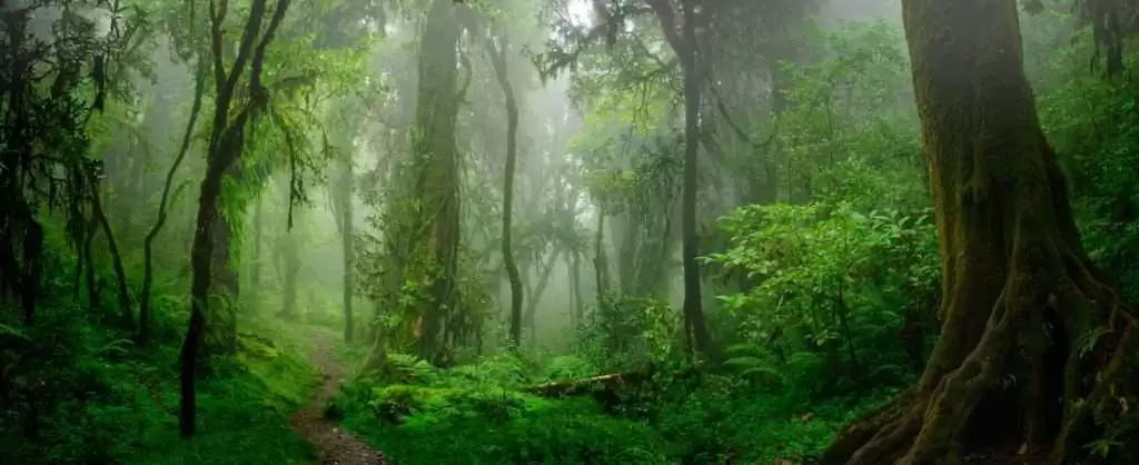 the biggest mangrove forest