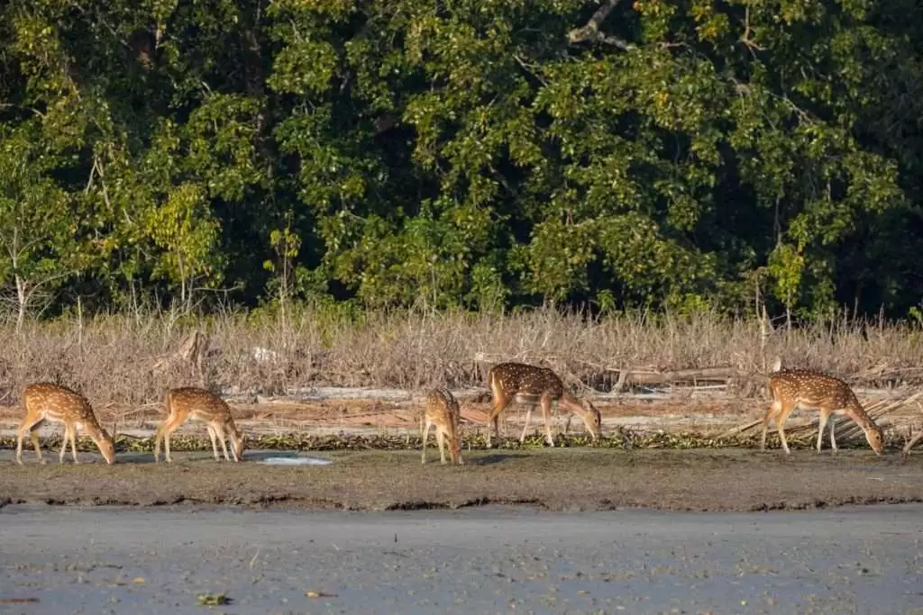 Sundarban jungle trip