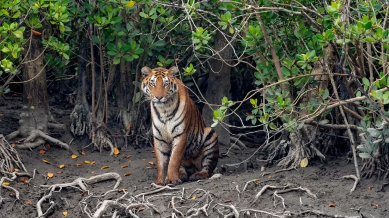What is the best time to visit Sunderbans?